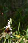 L'ophrys abeille